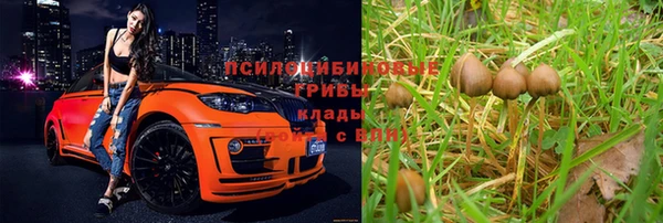 PSILOCYBIN Козловка